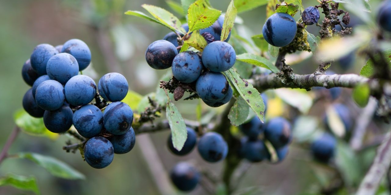 blackthorn