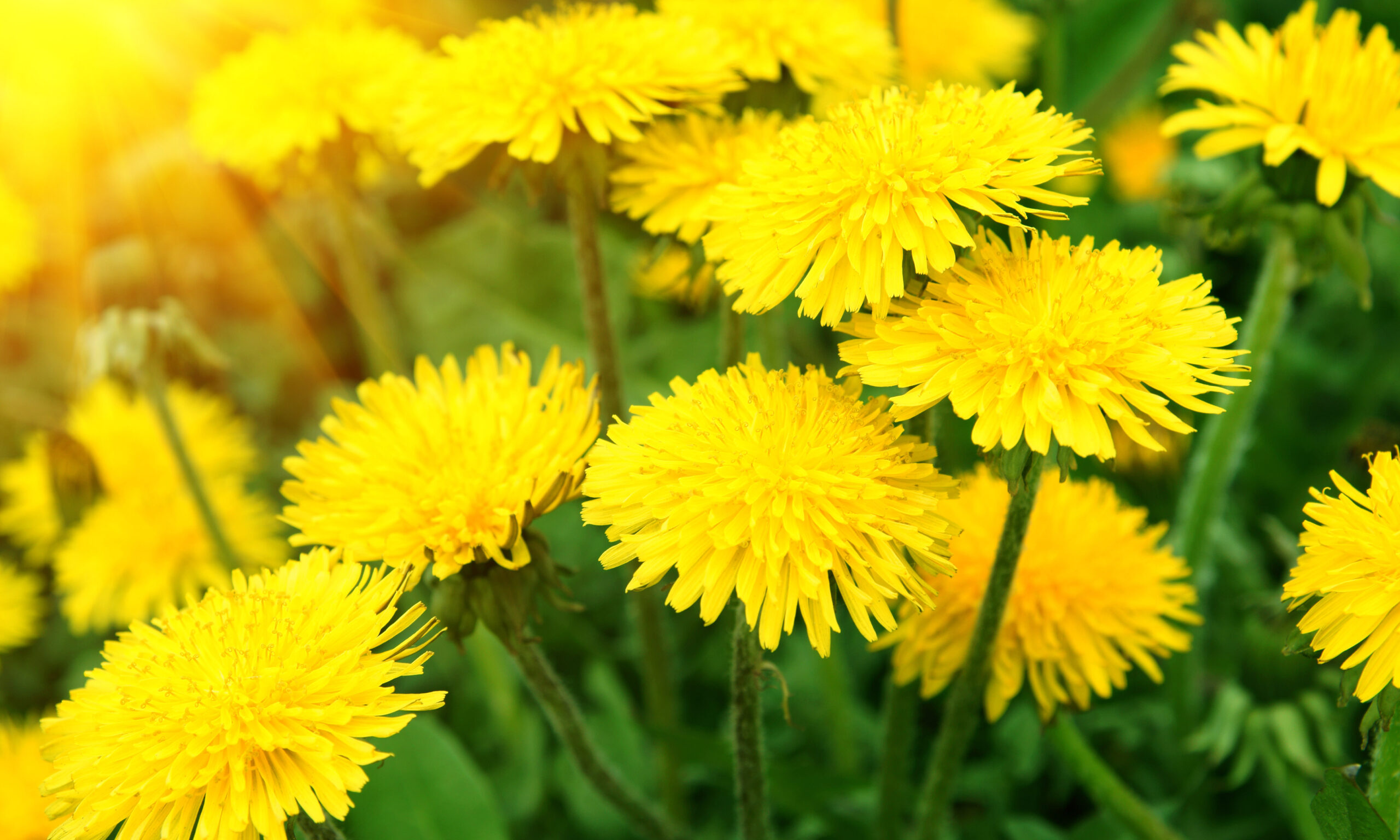 Spring dandelion flowers as background