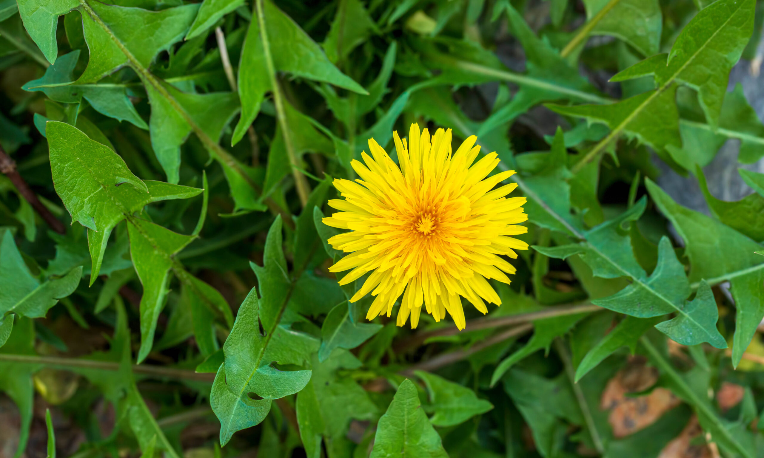Dandelion, taraxacum officinale, flower on spring meadow. Dandel