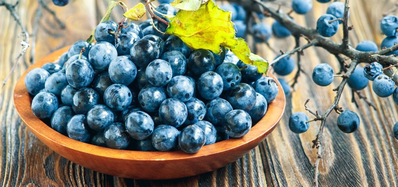 edible blackthorn and practical uses