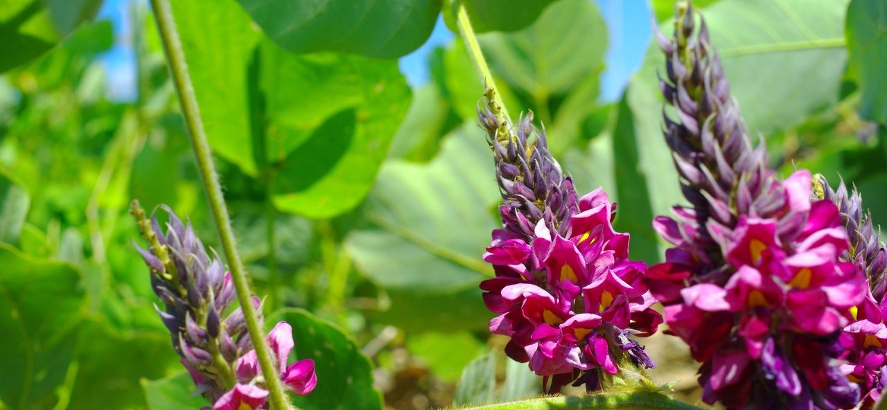 kudzu flower