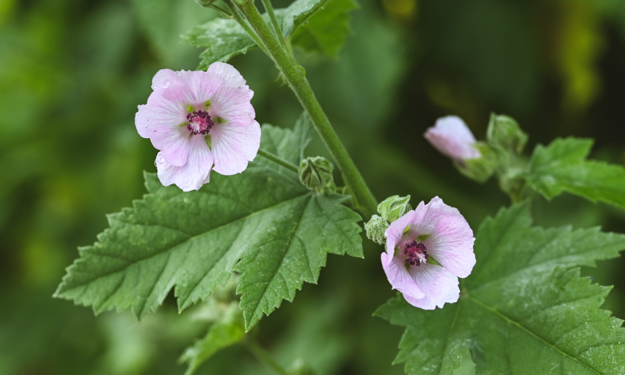 Beautiful close-up of althaea officinalis