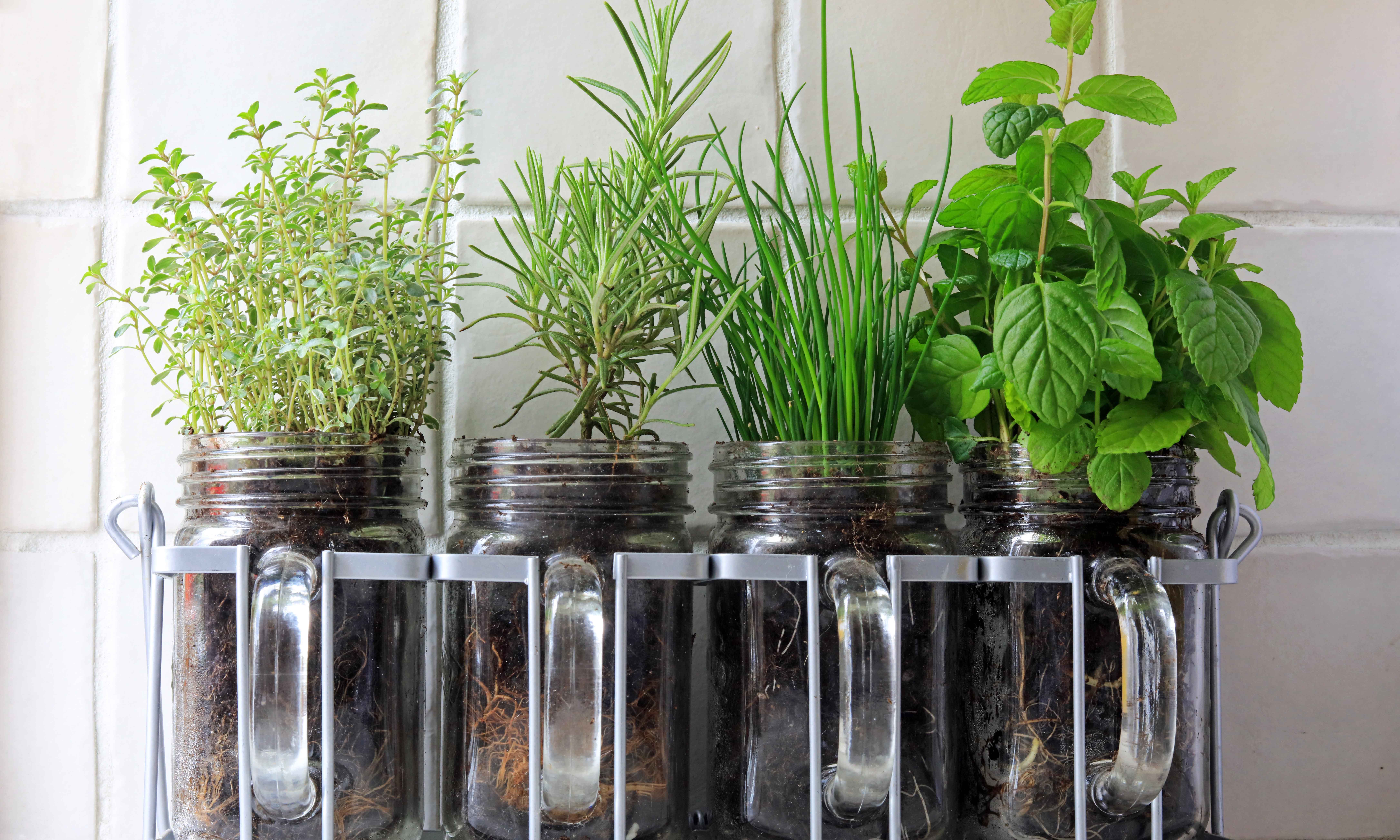 Four Herbs Thyme, Rosemary, Chives And Mint In Glass Jars Sat In