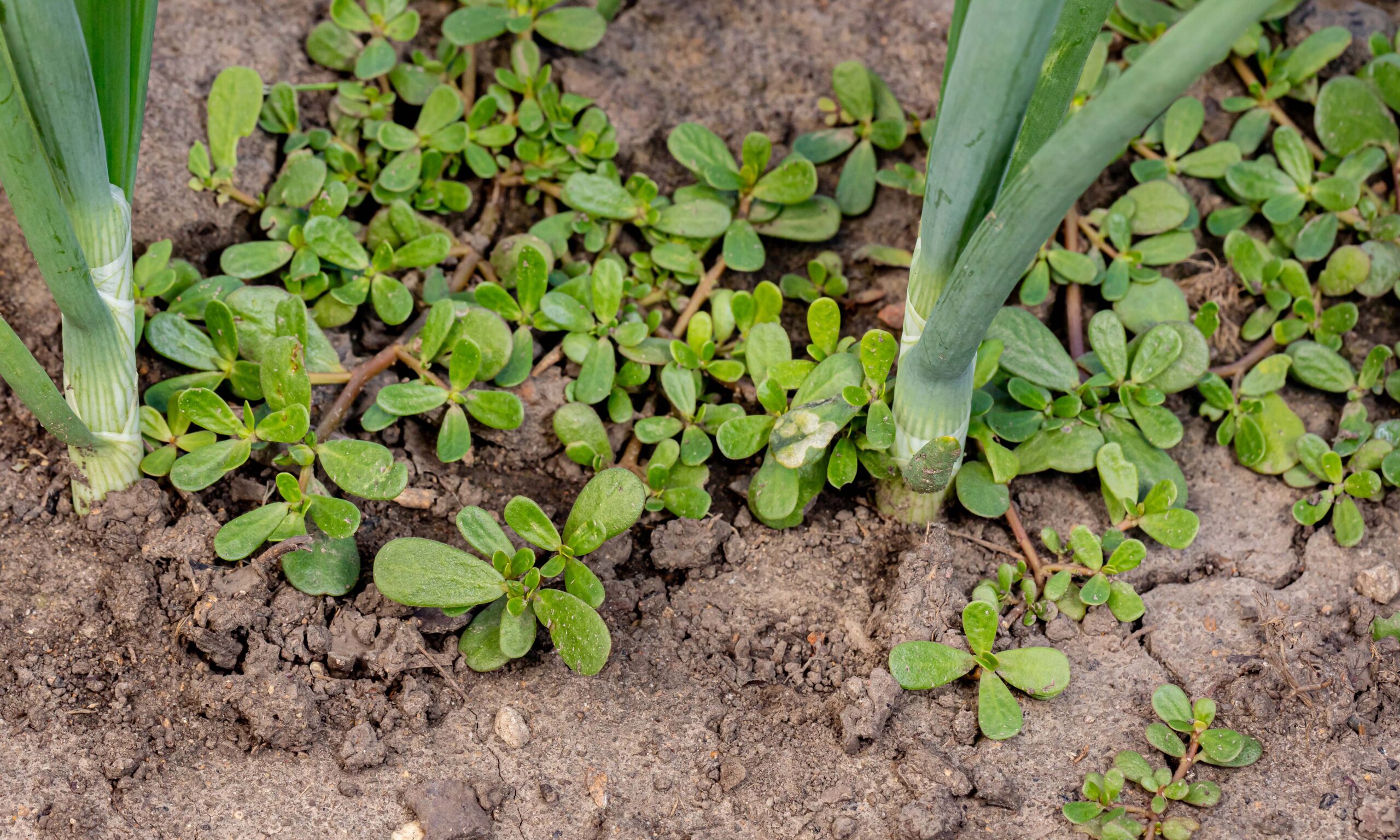 Common purslane weed growing in vegetable garden. Gardening, edi