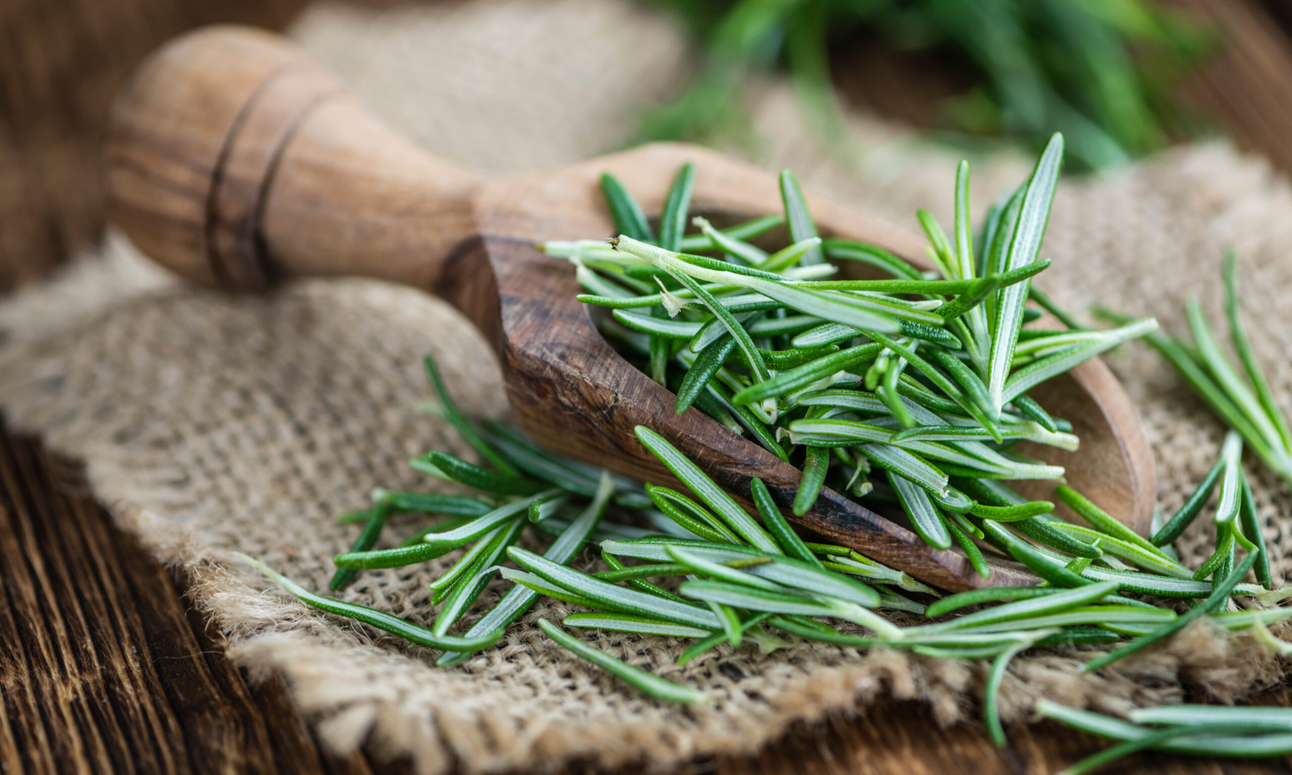 Some fresh Rosemary (close-up shot; selective focus) on vintage wooden background