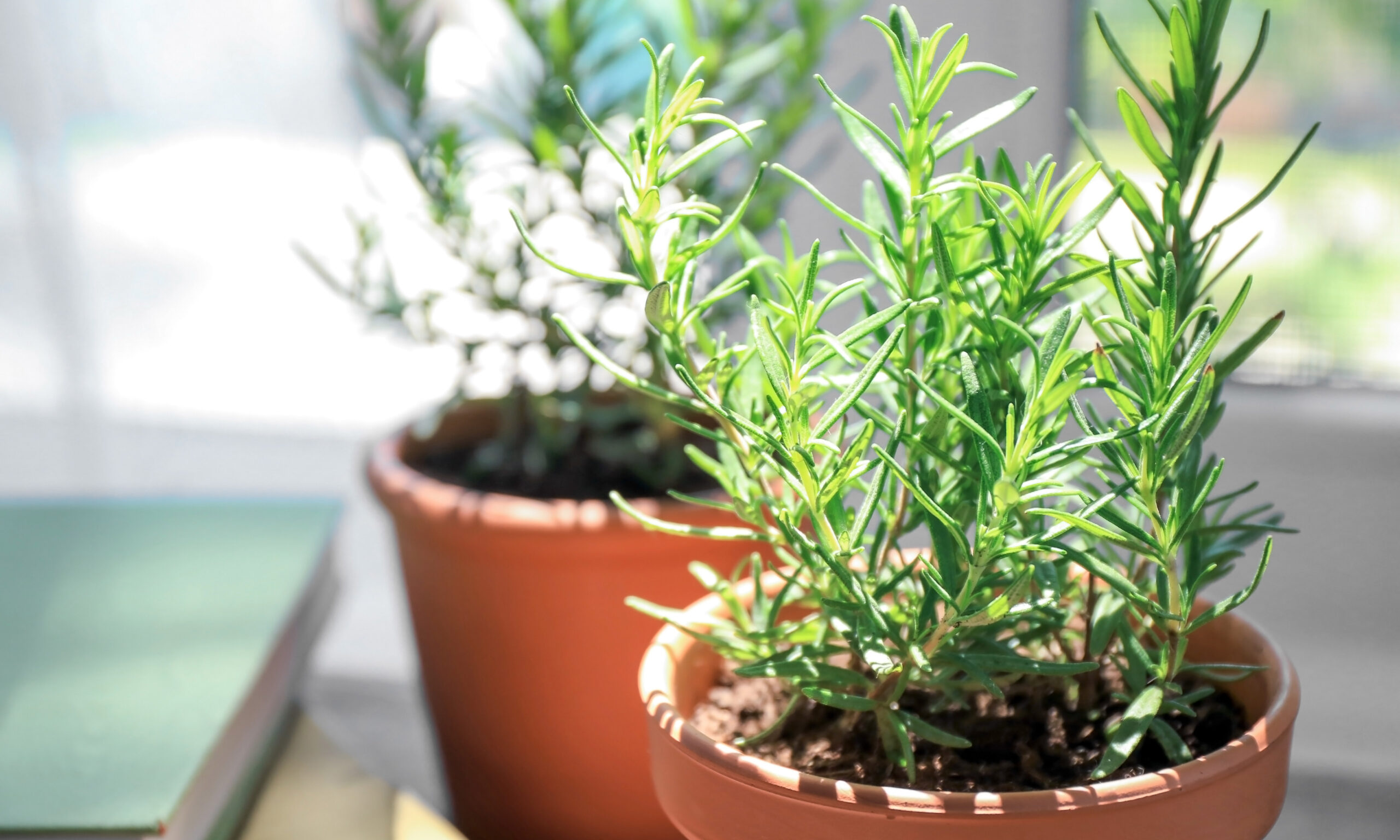Pot with rosemary on blurred background