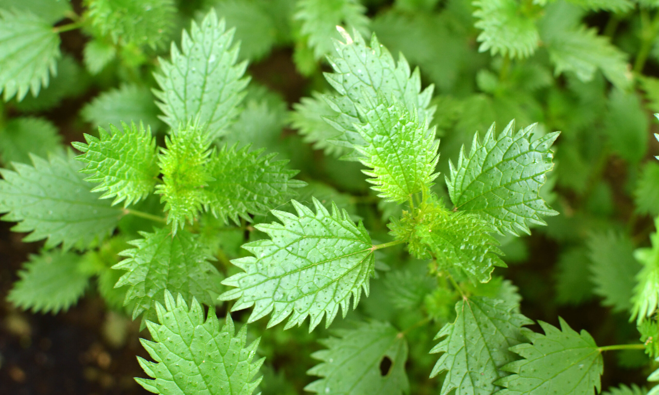 In the wild, stinging nettle grows (Urtica urens)