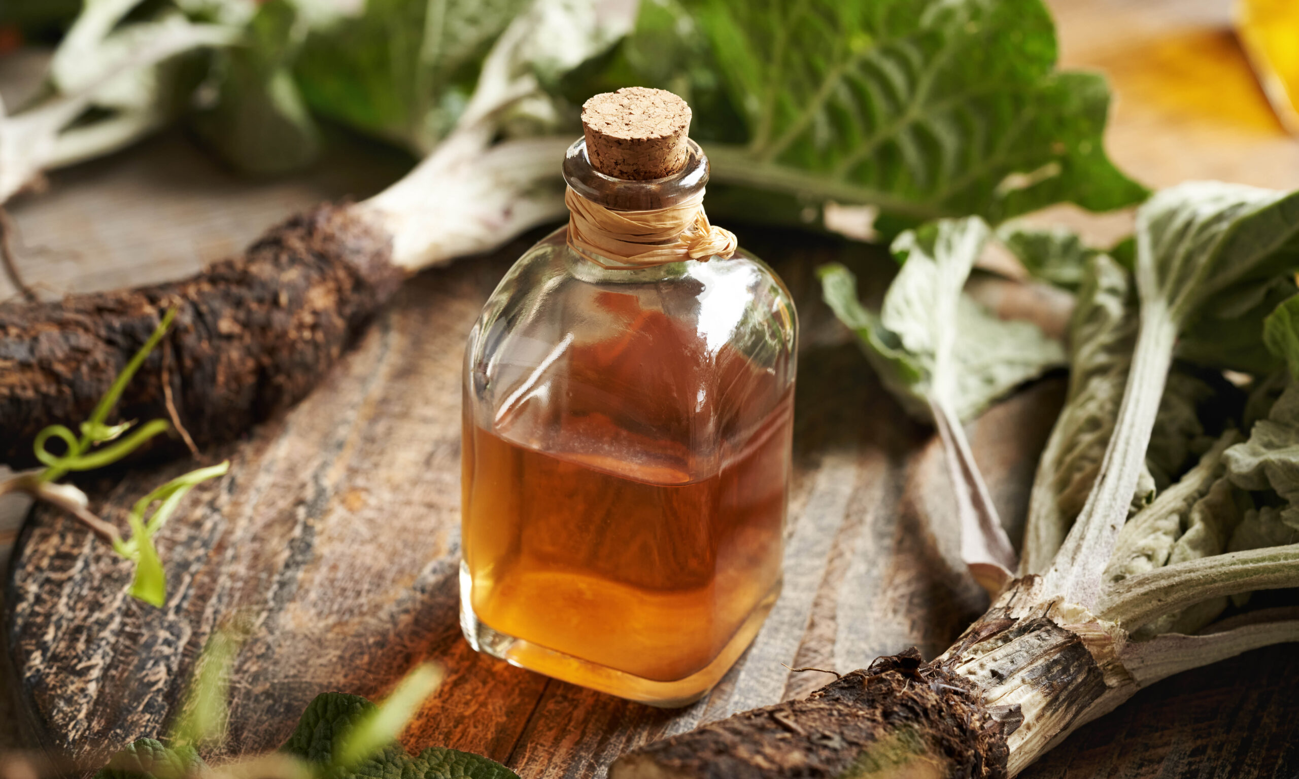 A transprent bottle of homemade herbal tincture with fresh whole burdock root. Wild medicinal plant.