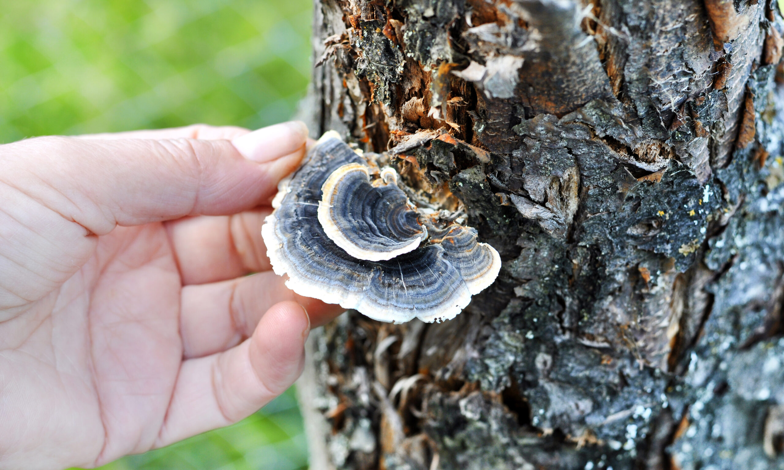 Woman's hand picking Trametes versicolor mushroom, commonly the