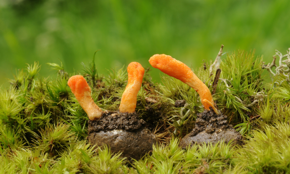 Cordyceps