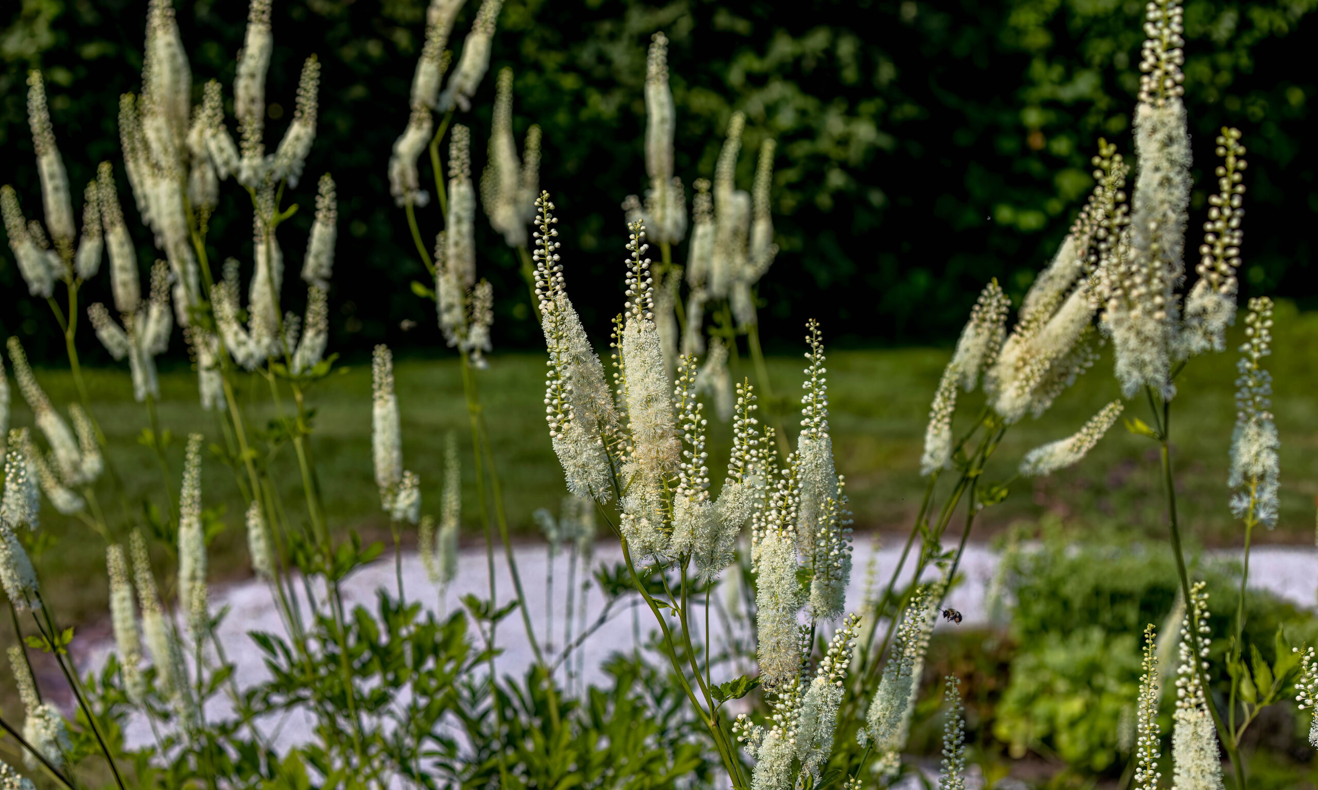 Black snakeroot (Actaea racemosa) known as the black cohosh, bla