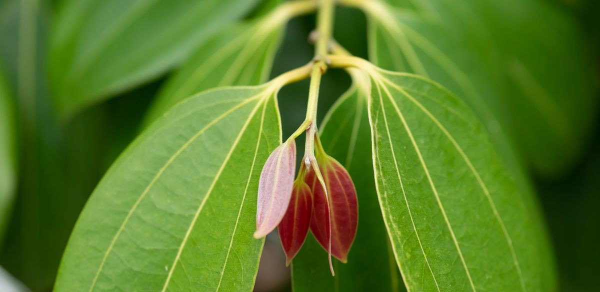 cinnamon leaves