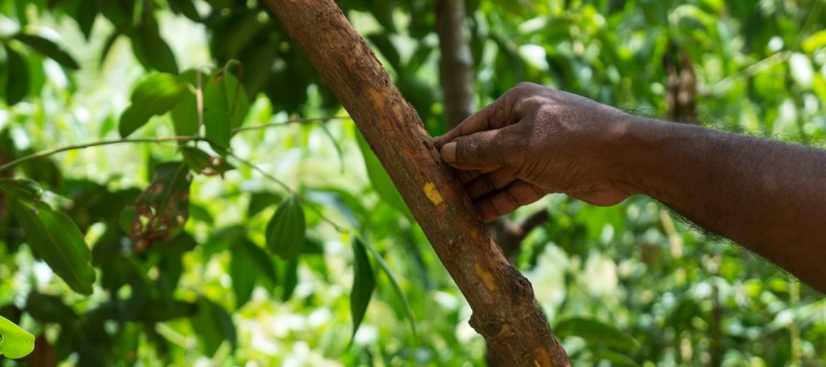 cinnamon tree