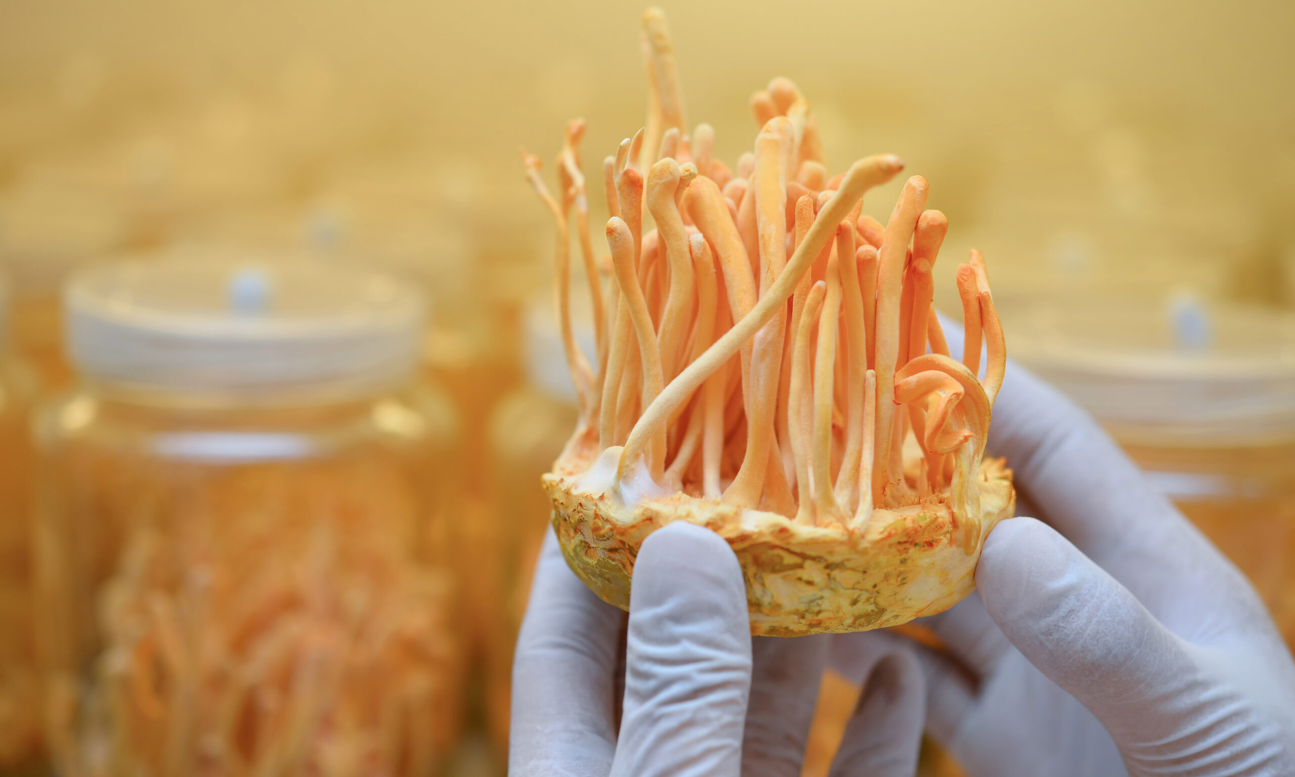Ophiocordyceps sinensis, Cordyceps militaris in Glass bottles within light and temperature control room. Chinese medicine.