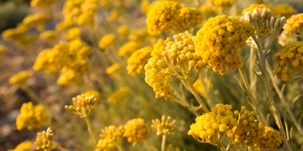 everlasting flower immortelle