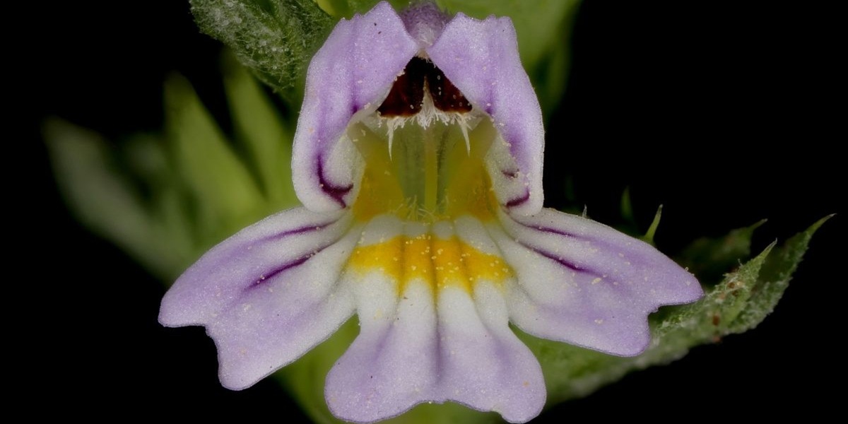 eyebright flower