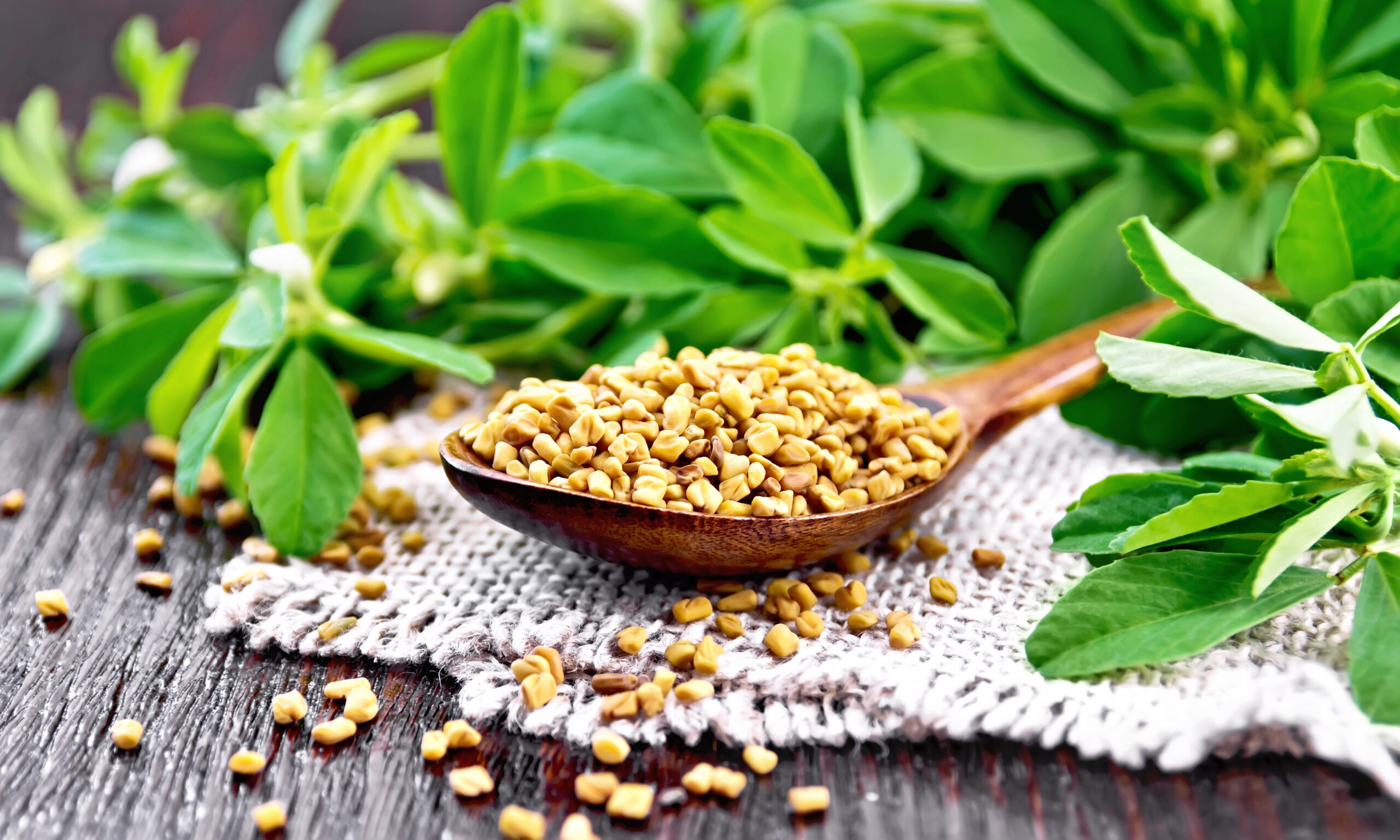 Fenugreek seeds in a spoon on a burlap napkin with green leaves on wooden board background