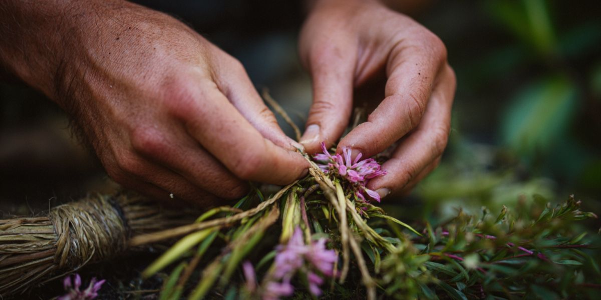 how to forage fireweed