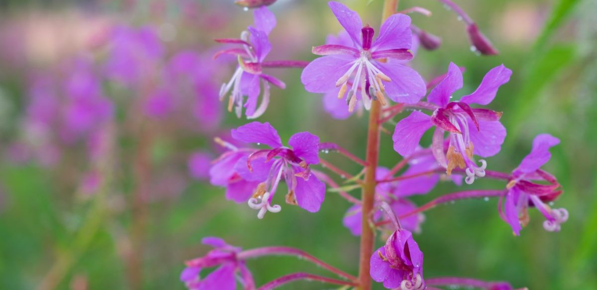 how to grow fireweed