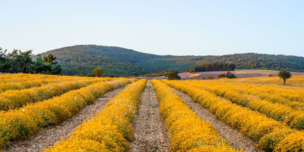 how to grow immortelle