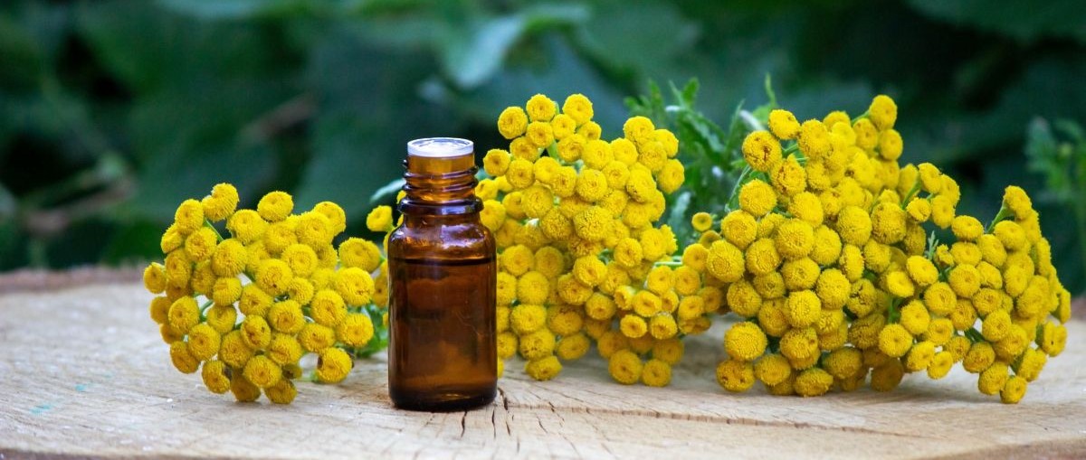 how to prepare everlasting flower