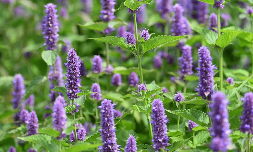 hyssop