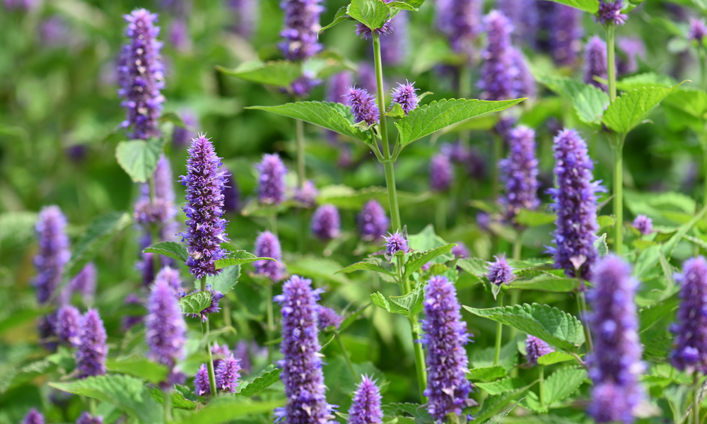 hyssop