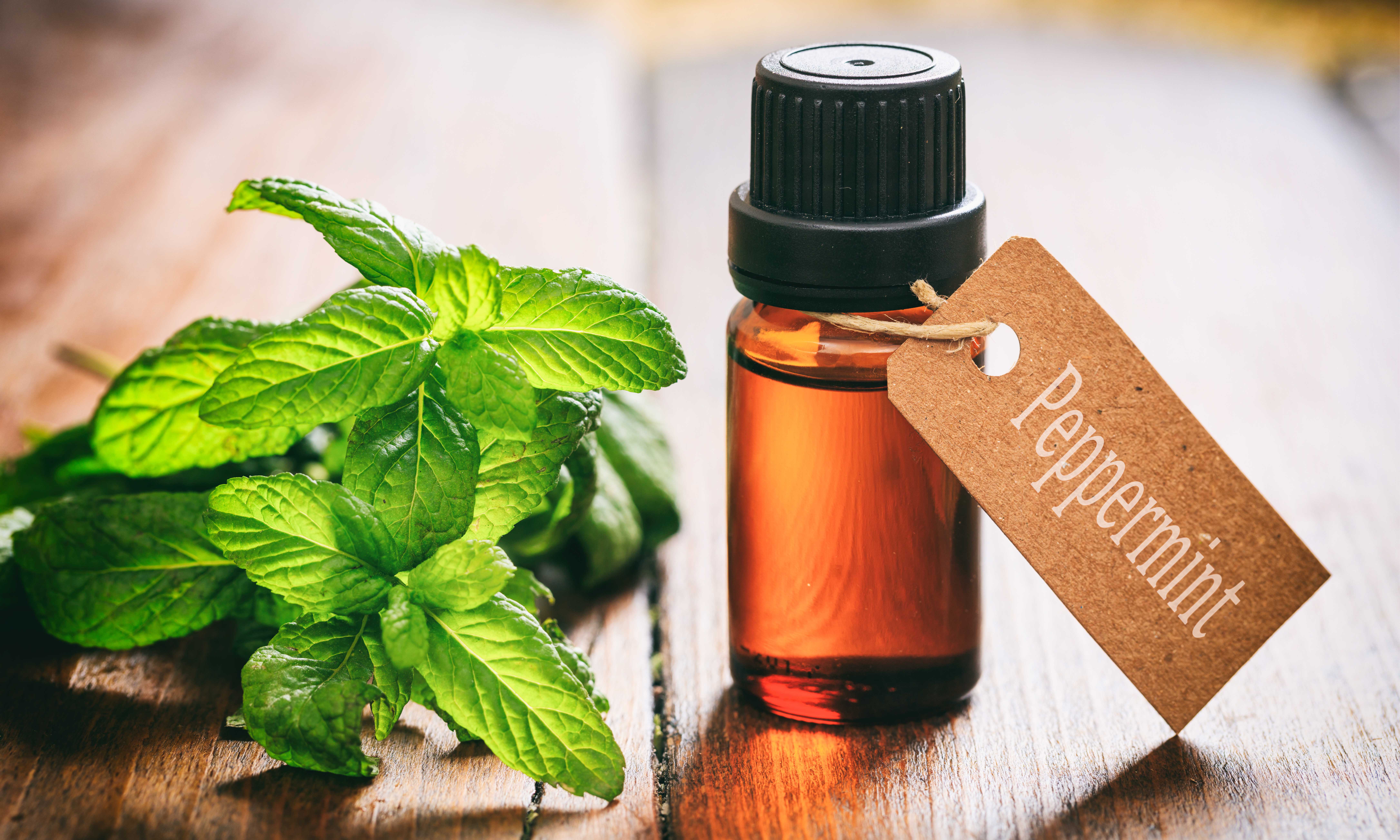 Fresh peppermint twig and oil on wooden background