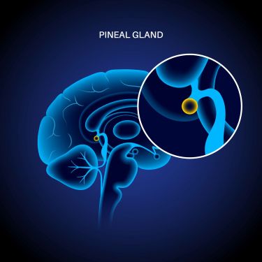 pineal glands