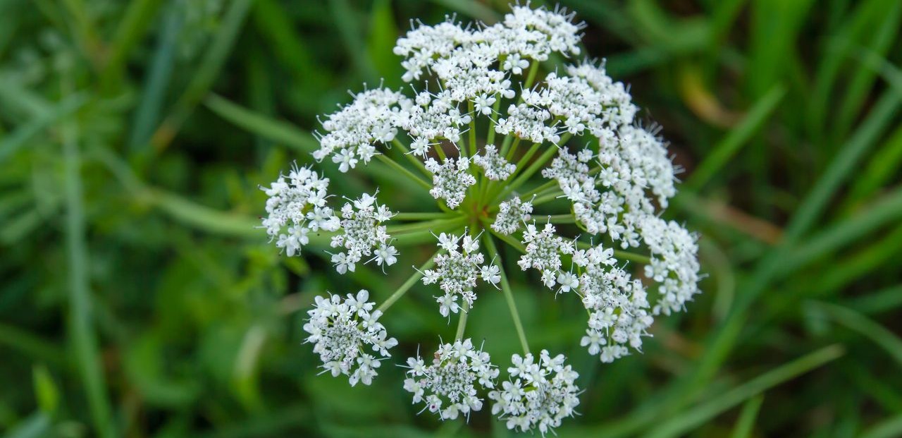 poison hemlock