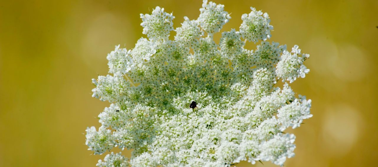wild carrot
