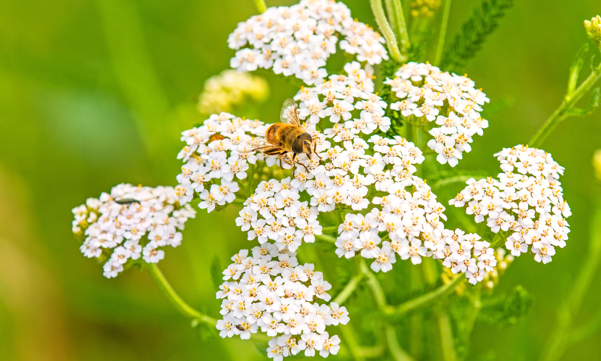 Schafgarbe, Achillea millefolium, Heilpflanze mit Blüte