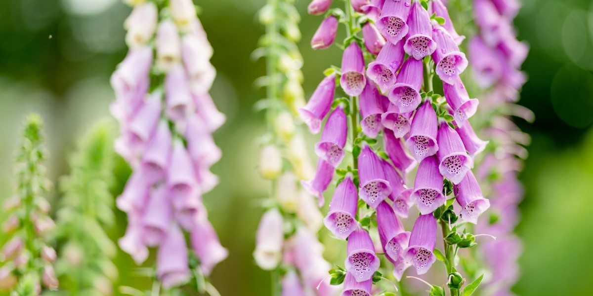 Foxglove