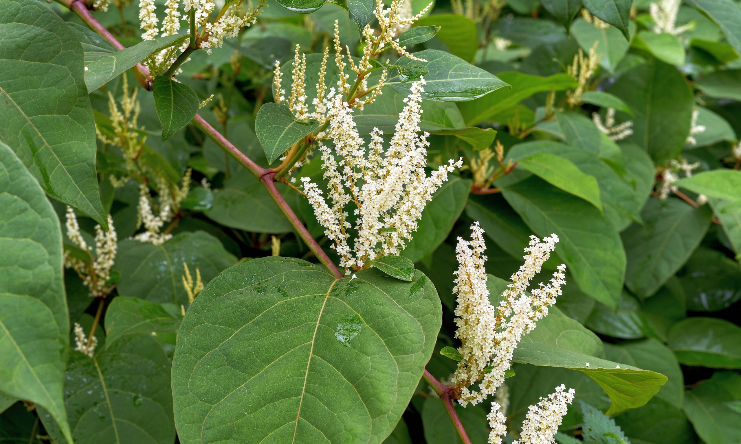 Blossoms of the Japanese knotweed, Asian knotweed (Reynoutria ja
