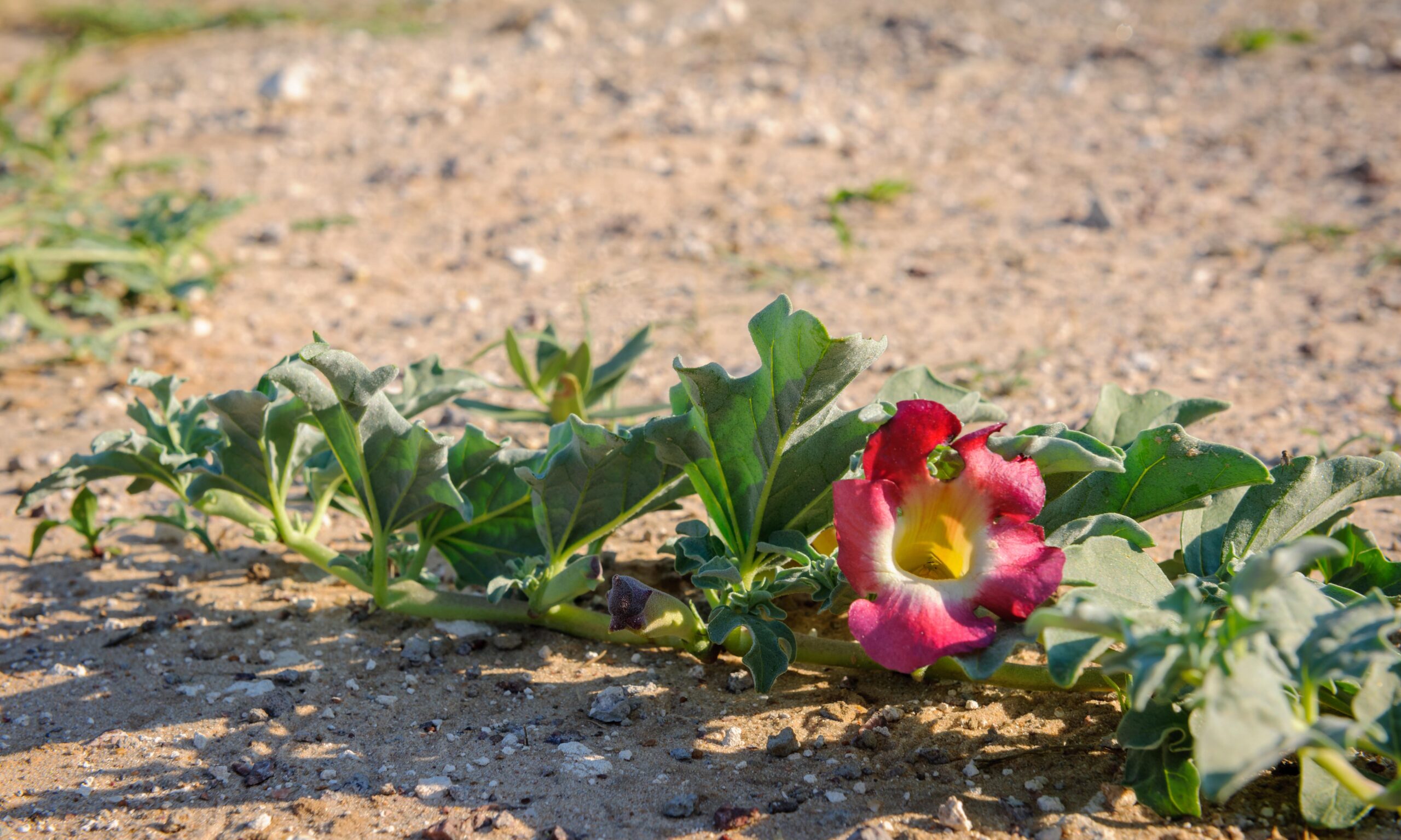 Devil’s Claw (Harpagophytum procumbens) medicinal plant and flower. Kalahari Desert. Botswana