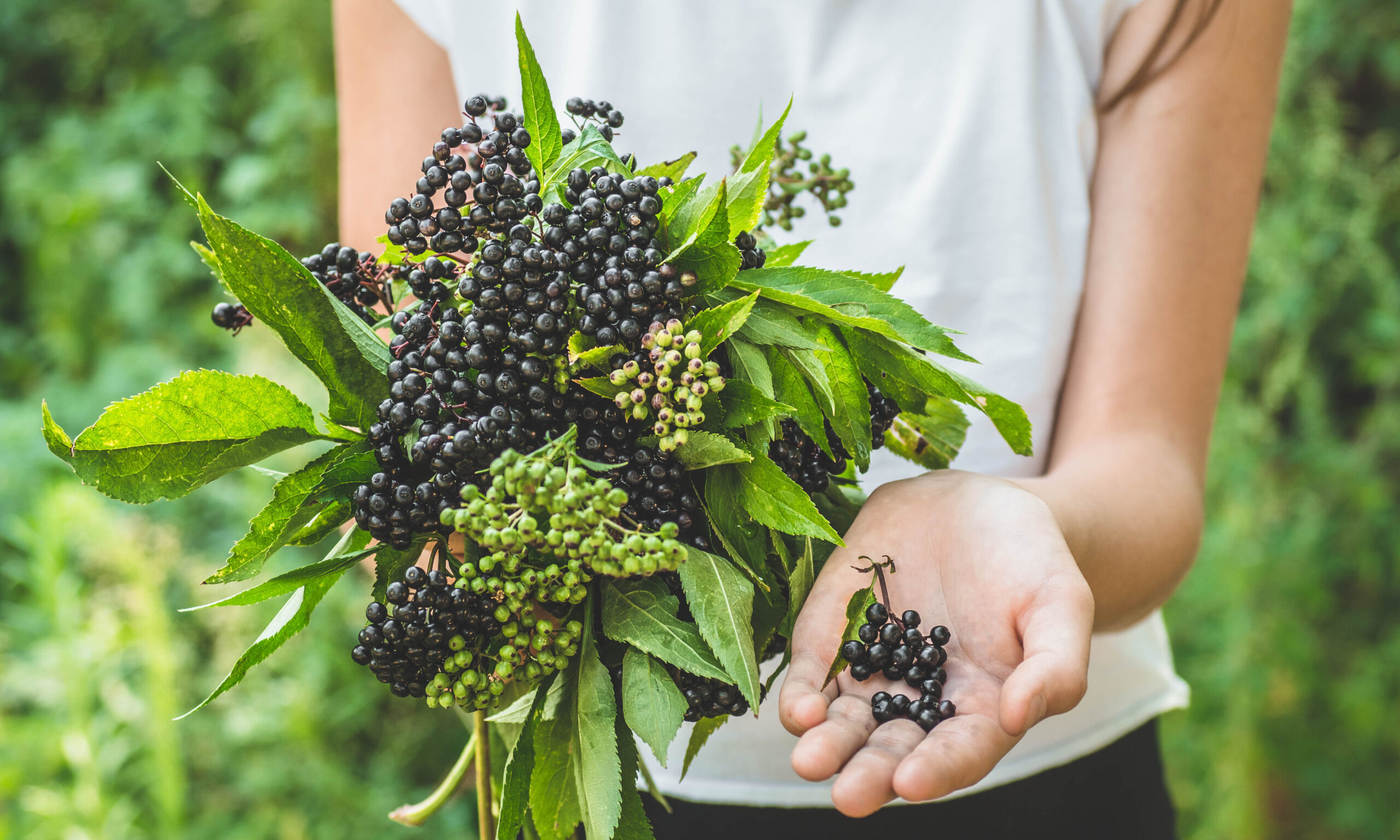 Girl holds in hands clusters fruit black elderberry in garden (S