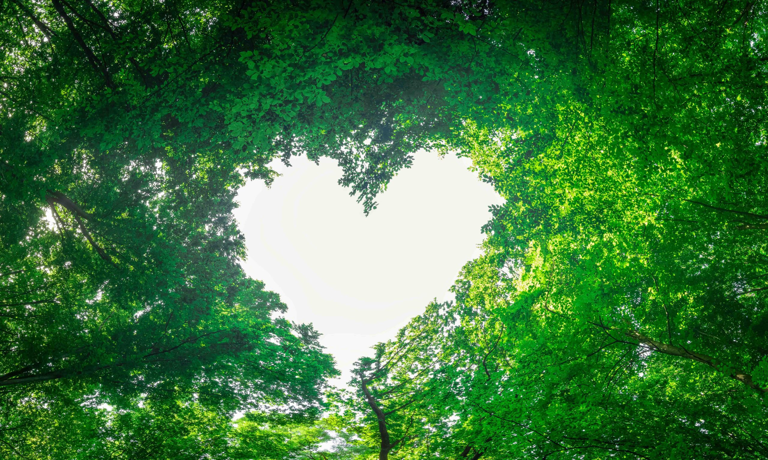 panorama spring forest trees in the center of the heart on Valentine's Day