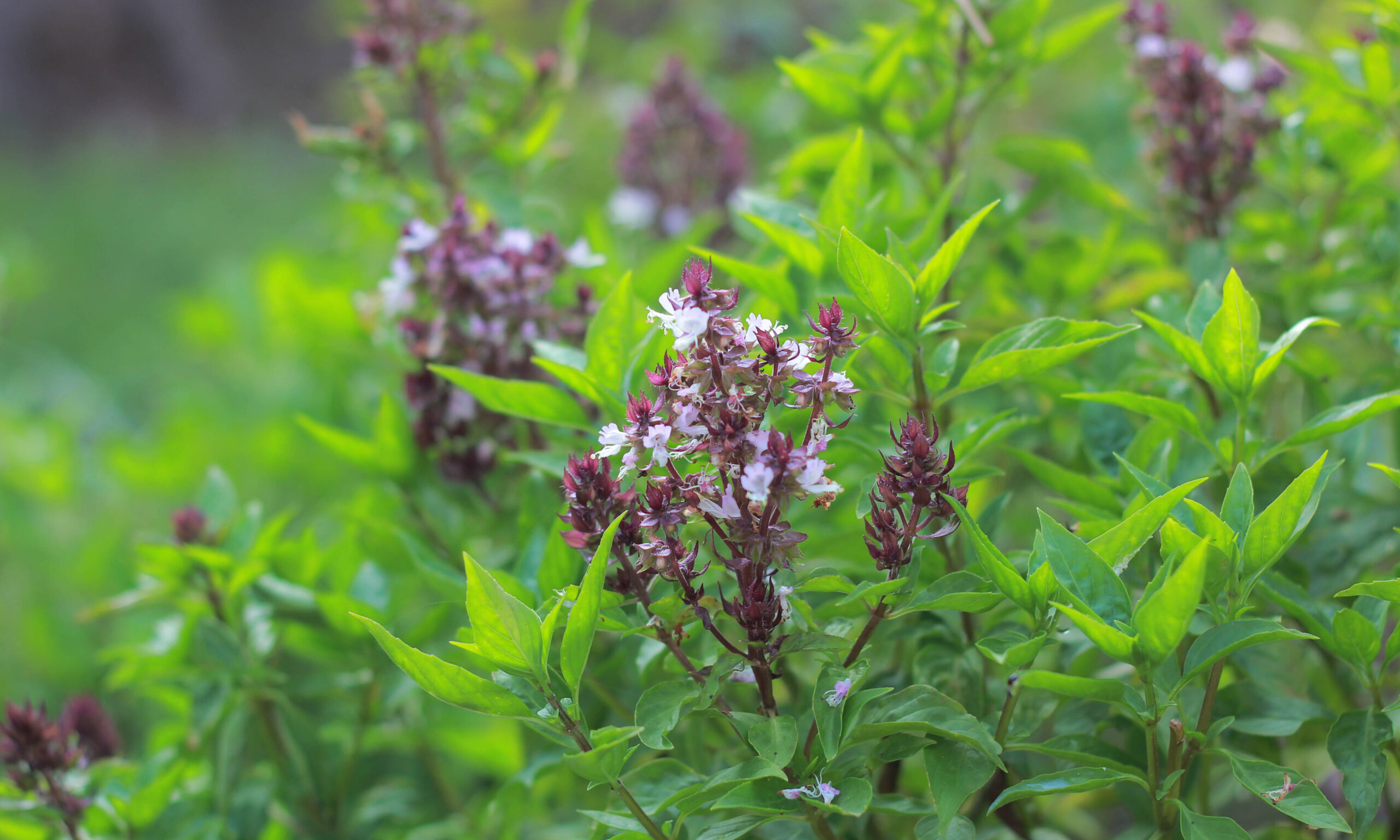 basil flower in the garden