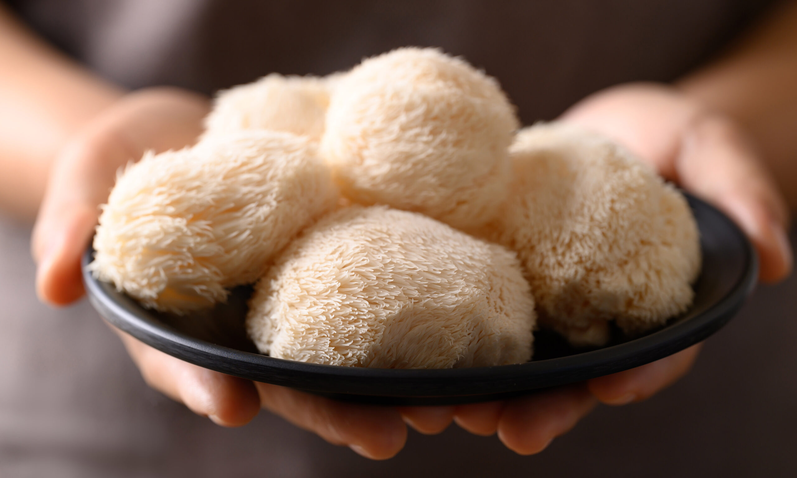 Lion's Mane mushroom or Yamabushitake mushroom with hand