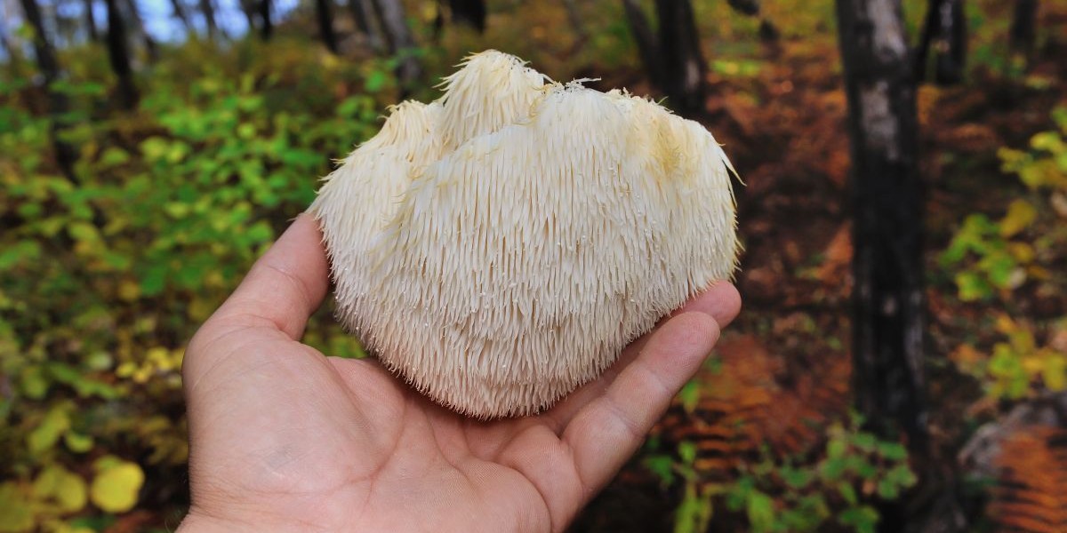 lions mane