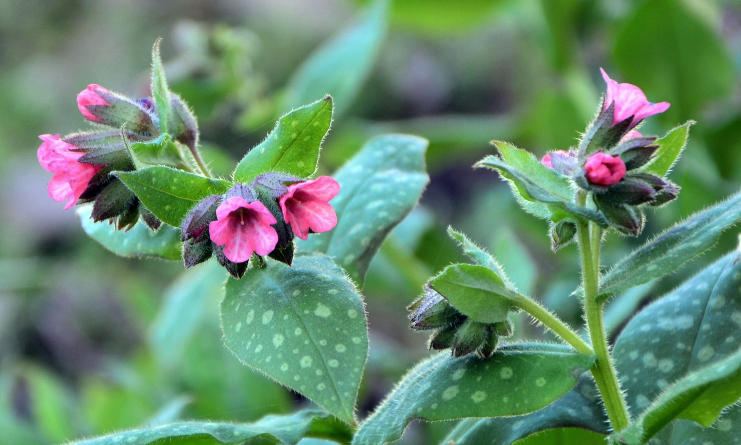 flowers of lungwort -a plant with amazing green leaves with whit