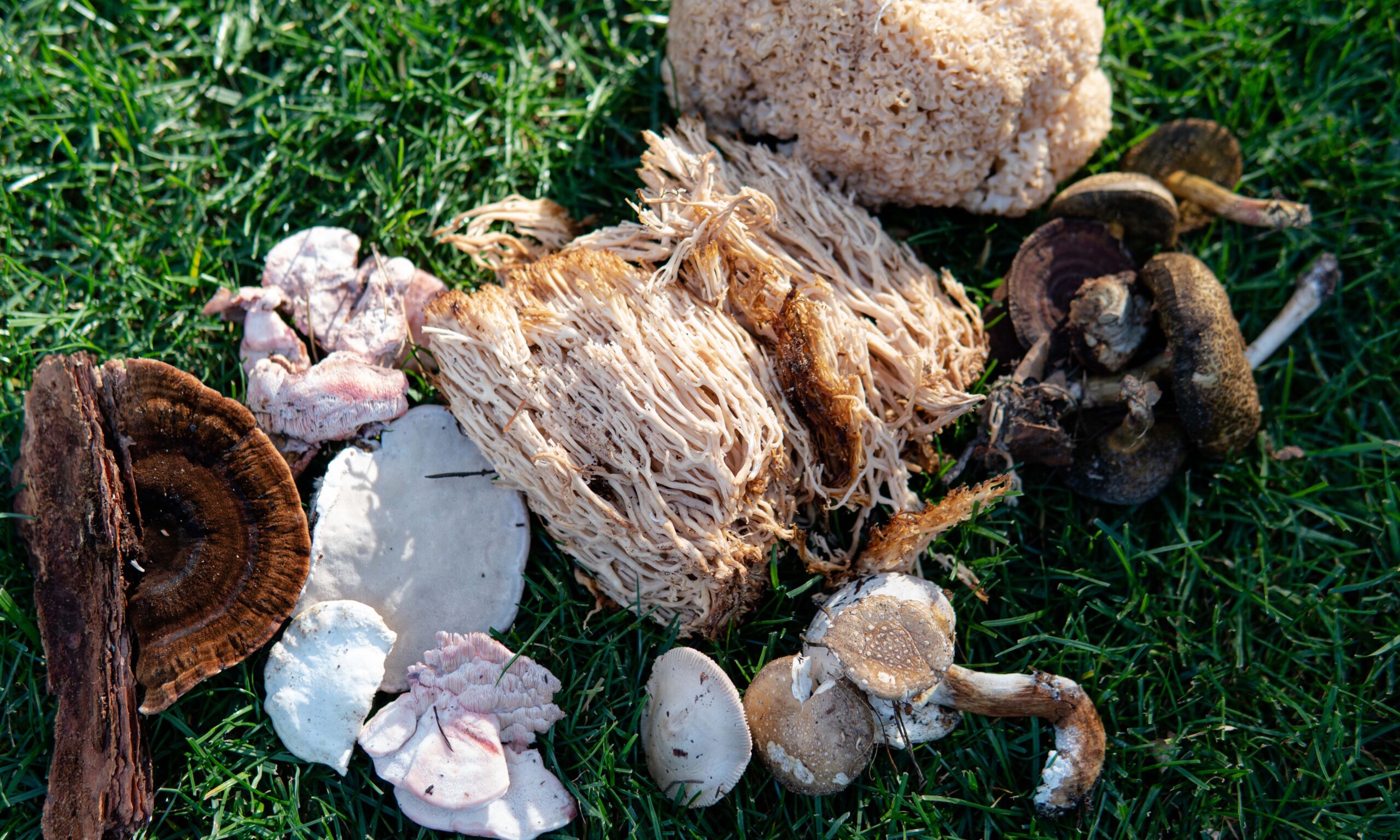 forest medicinal mushrooms close-up