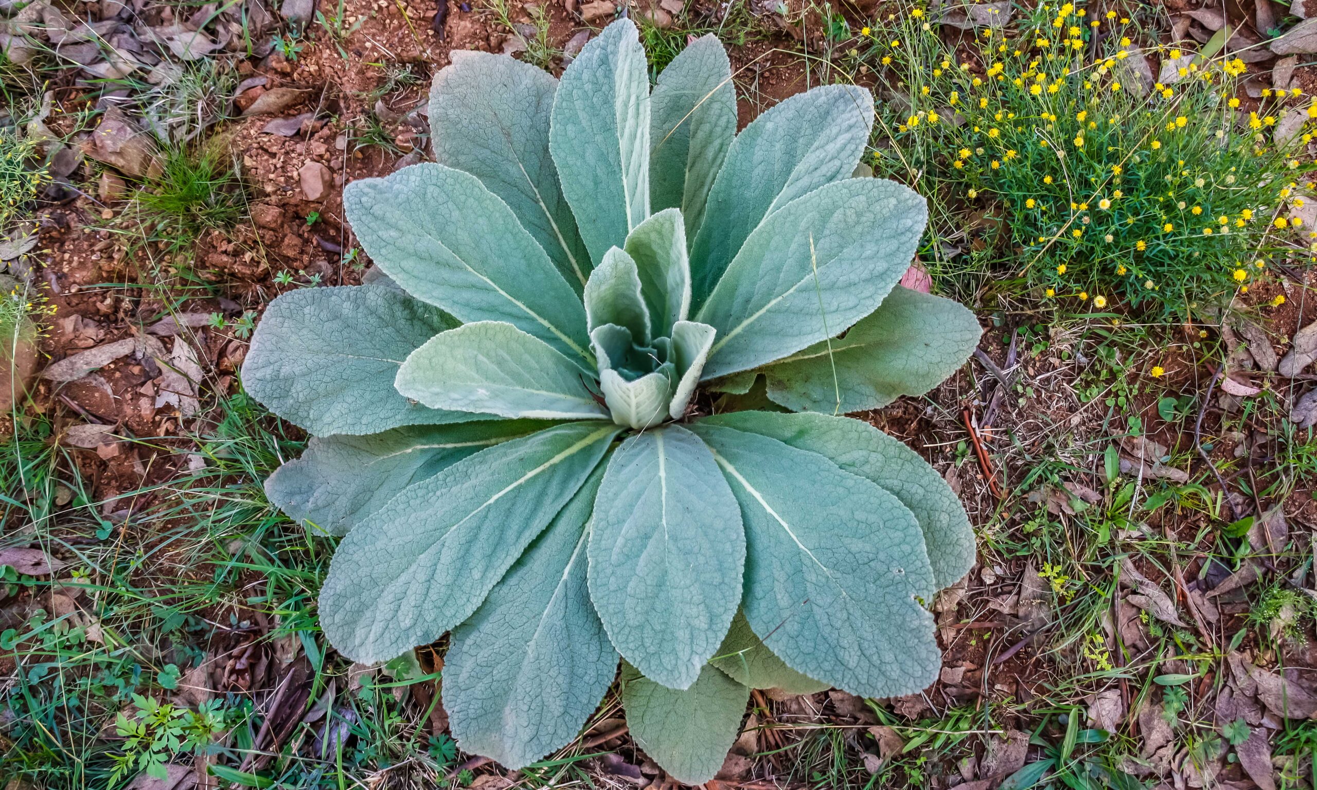Verbascum thapsus, the great mullein or common mullein, is a spe
