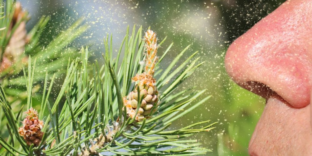 pine pollen benefits for men