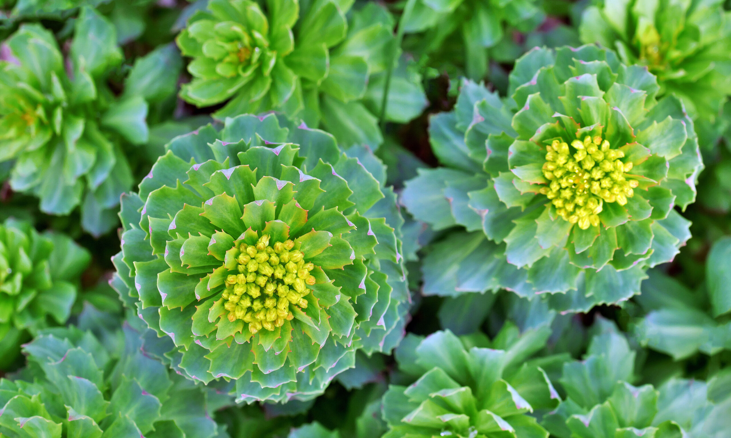 top view of rhodiola rosea sprouts in early spring