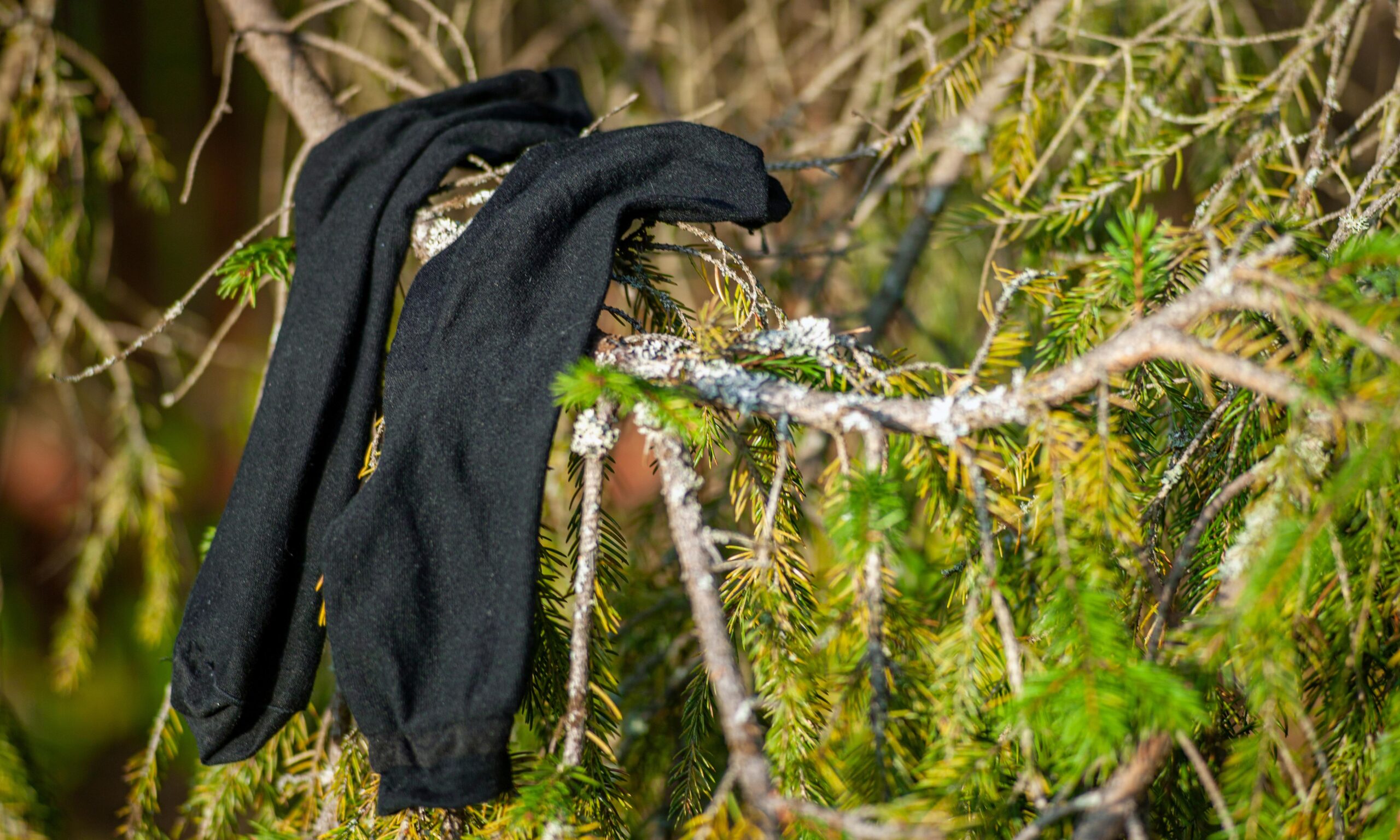black men socks drying on a tree branch after laundry,, outdoor close up