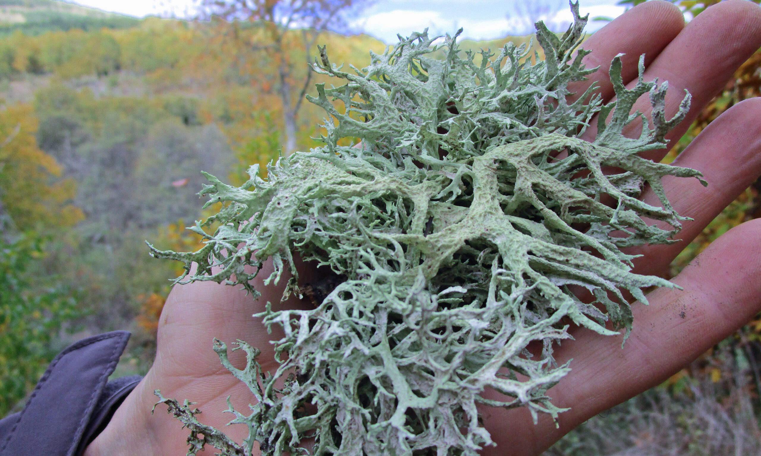 bearded lichen usnea barbata