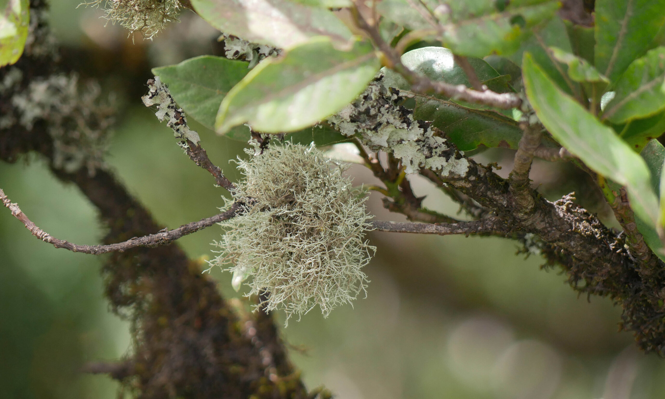 Usnea Lichen on Tree Branch in Anaga Forest, Tenerife.