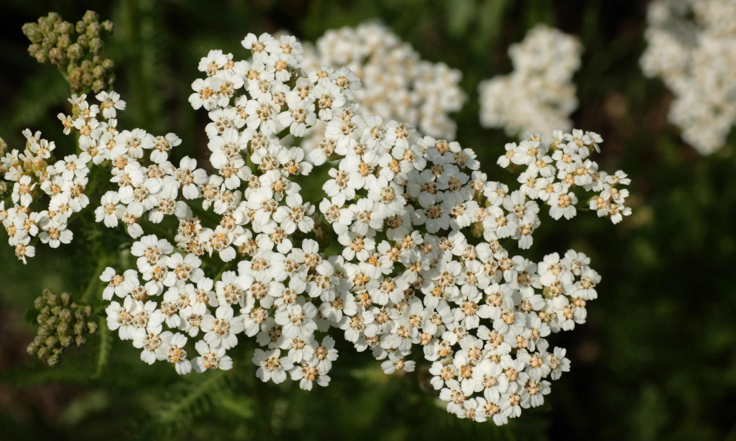 Achillée millefeuille (achillea millefolium)