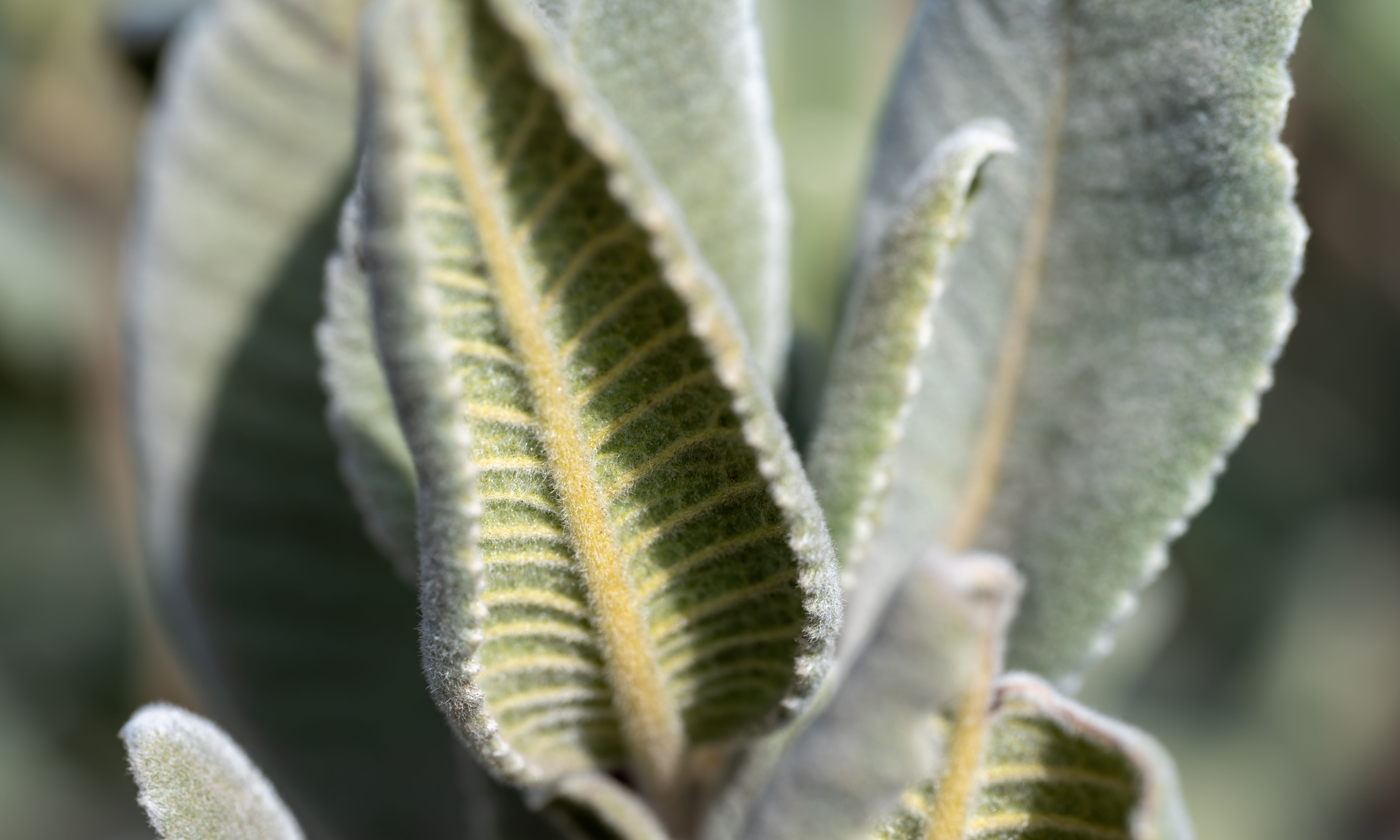 Thickleaf Yerba Santa 2